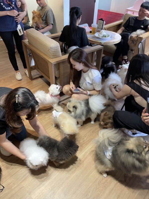 森林小徑健行店對寵物超友善